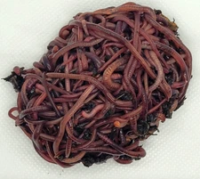 HomeGrownWorms - 500+ Live Red Wigglers - Composting Worms - Live Delivery!