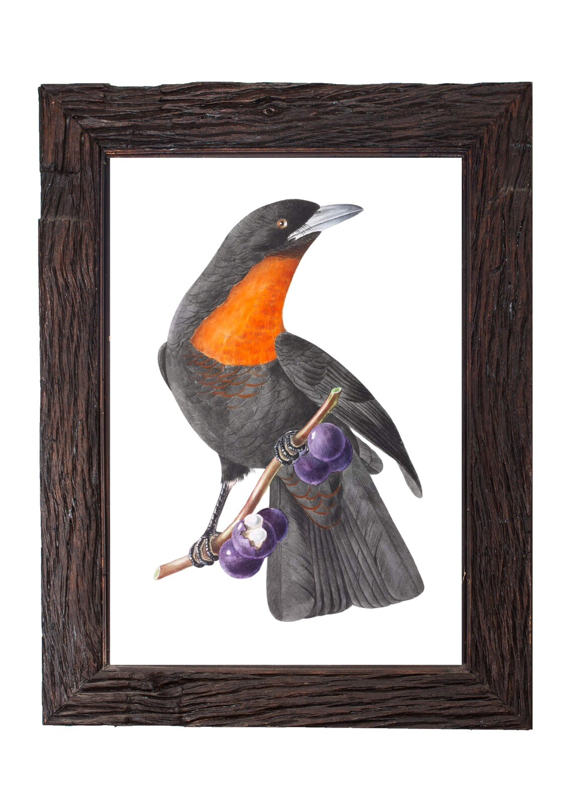 Vintage Fruit Crow Illustration 5x7 Black Bird Wall Art Print Retro Home Decor