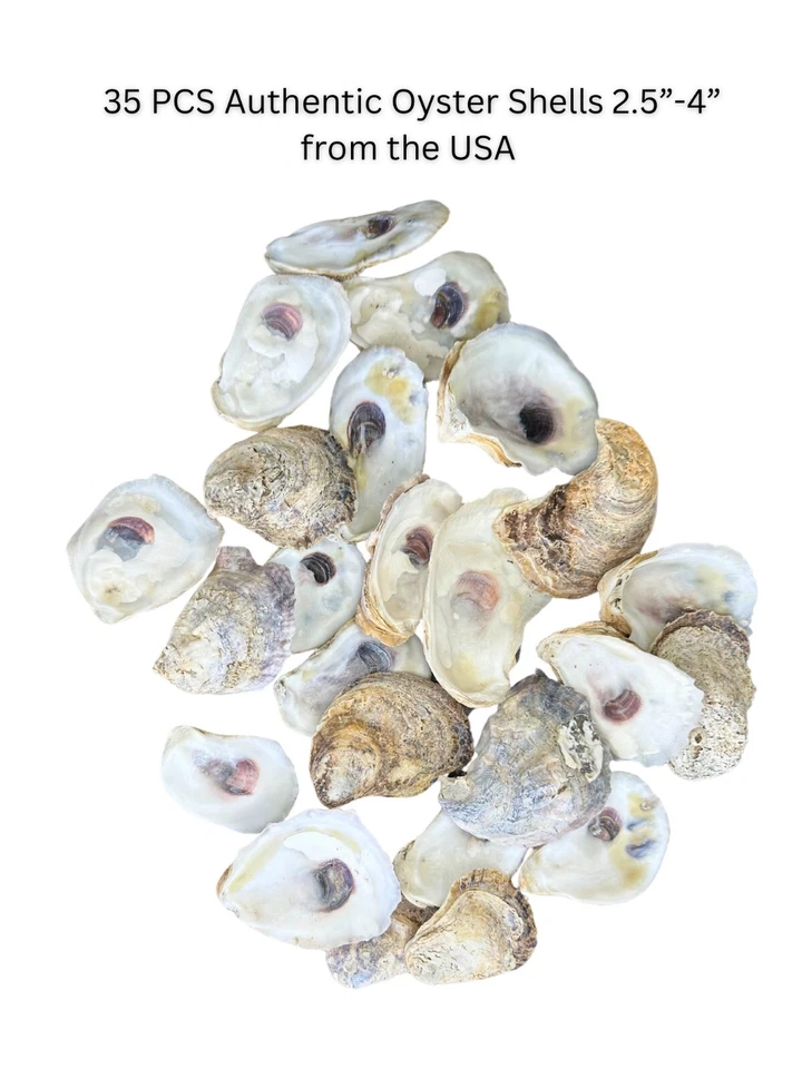 35PCS Oyster Shells 2.5"-4" Natural from USA for Crafts, Vase Fillers, Decor etc - Image 2 of 4