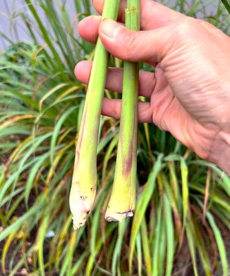 West Indian Lemongrass Seeds - For 2025 Planting Citronella Landscaping |  eBay