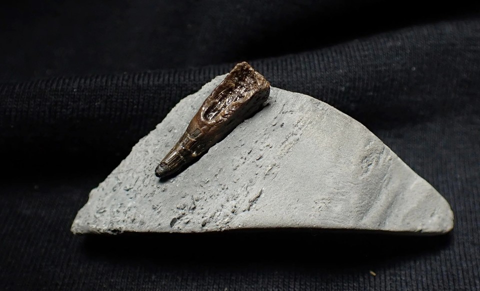 Inhthyosaur Jurassic ichthyosaur tooth from Lyme Regis (18mm) | eBay