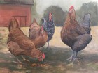 Original Oil Painting  Chickens Free Range Eggs Farmhouse Barnyard Decor Art