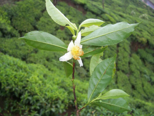 500 Camellia sinensis Samen, Teesamen, Teepflanzensamen. - Bild 1 von 5