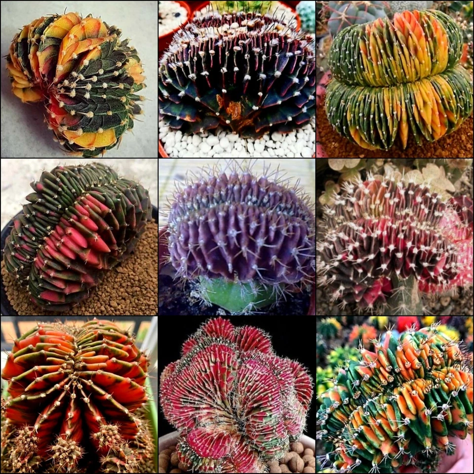 Gymnocalycium mihanovichii variegata cristatus 6 x Seeds Cactus CREST succulent  - Image 3 of 4