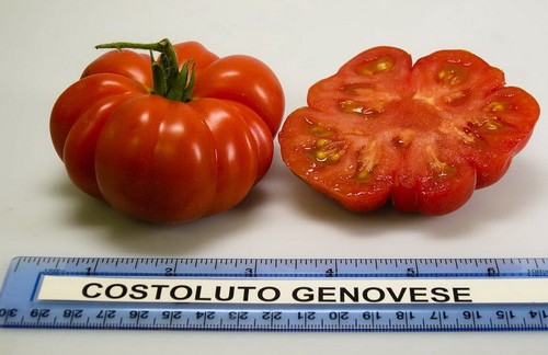 TOMATO COSTOLUTO GENOVESE (500 SEEDS) Beefsteak tomato with a meaty texture! - Picture 2 of 3