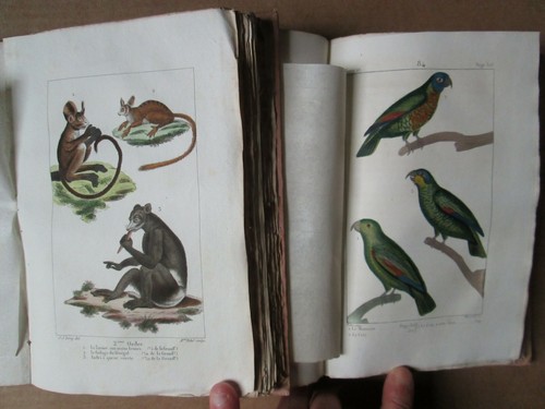 OEUVRES DE BUFFON et LACEPEDE, 1825-1828. 26 volumes, 217 planches coloriées. - Bild 10 von 12
