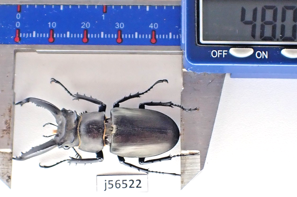 j56522. Insects, Lucanidae: Lucanus ngheanus sp. Vietnam Central