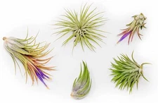 Assorted Tillandsia Ionantha Pack - Wholesale Bulk, Tillandsia, Easy Care Indoor