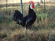 12 LF White Face Black Spanish Eggs Imported from Spain