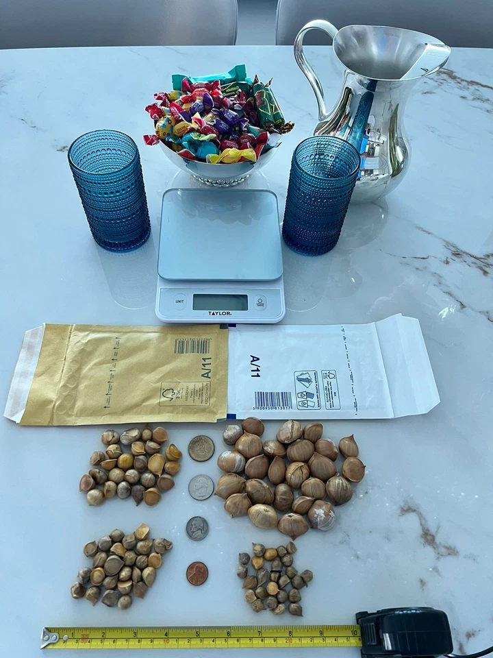 Elephant garlic 25 large seeds for planting - Image 2 of 4