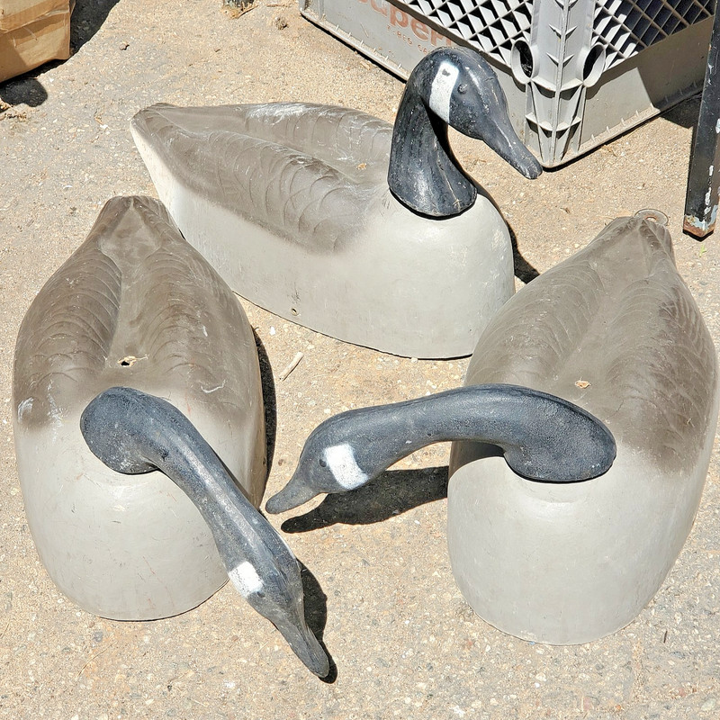 Vintage 1940/50 ARRIS Paper Mache Canadian Goose Decoys Life Size set of Three