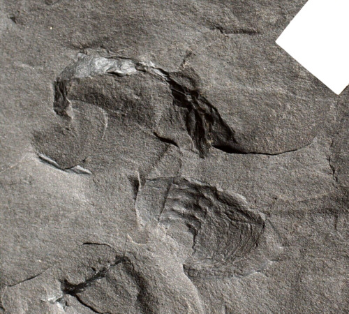 Very Rare horseshoe crab armour fossil arthropod when molting not Mazon Creek