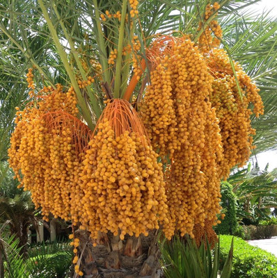 Shishi Date Palm 35+ Seedss (Phoenix dactylifera) Sweet Date Palm