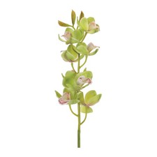 Cymbidium Orchid Flower Stem Set of 2