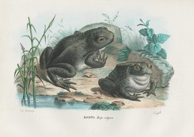 Bufo vulgaris Erdkröte Kröten Frosch Frösche Lithographie litho Boschi 1863-79
