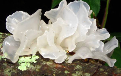 Tremella fuciformis White Jelly Mushroom Dry Grain Mycelium Worldwide Ship 220