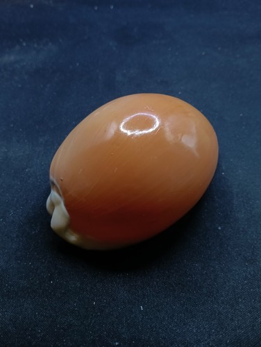 Giant cypraea Aurantium. 100mm. Sea shells Golden Cowrie Collector #13298 - Picture 3 of 7
