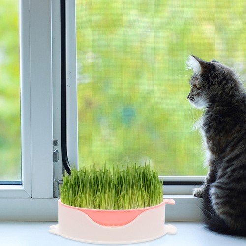 BOÎTE D'HERBE POUR Chat Boîte De Plantation D'herbe Sol Et Accessoires