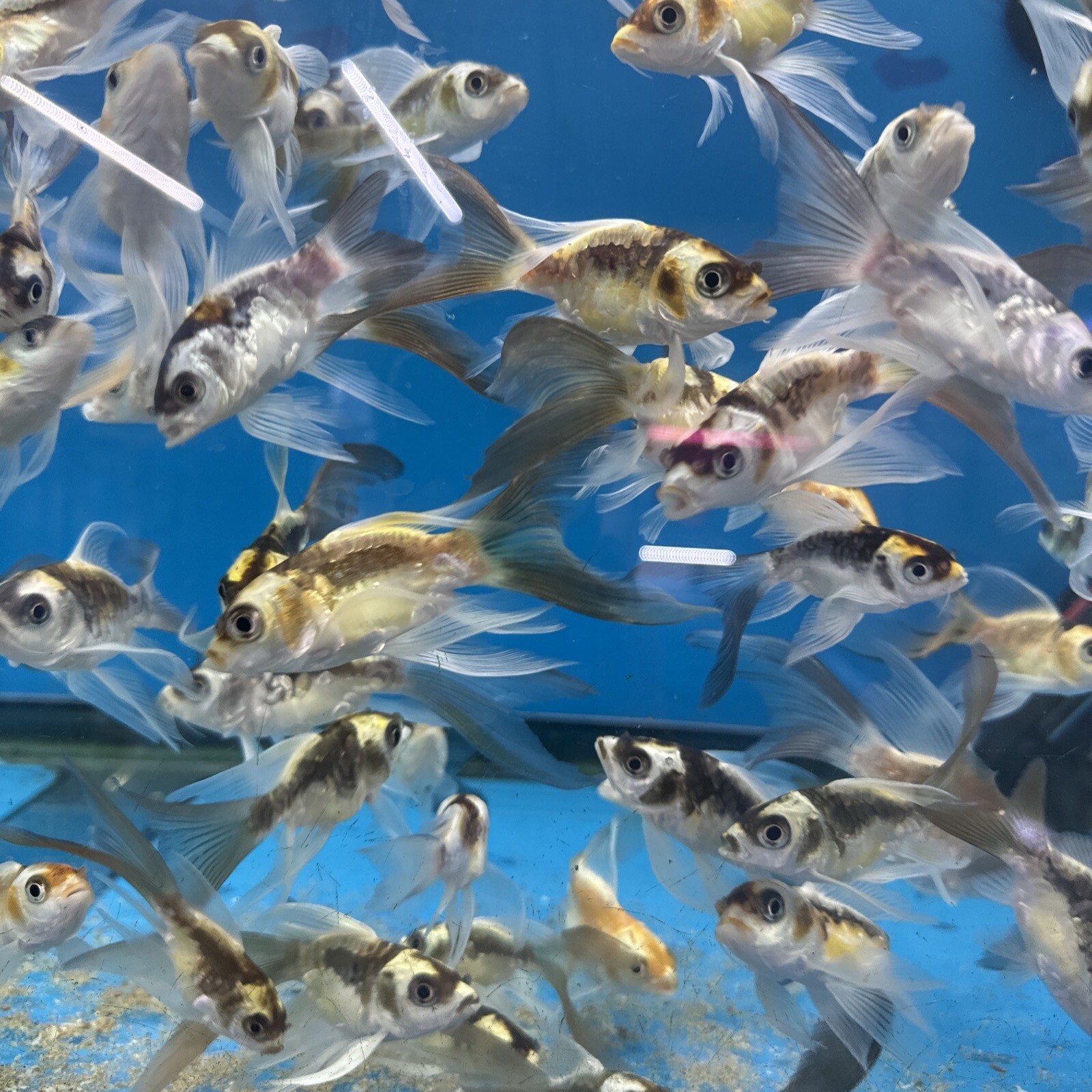 butterfly koi 4 Inch Live Fish eBay