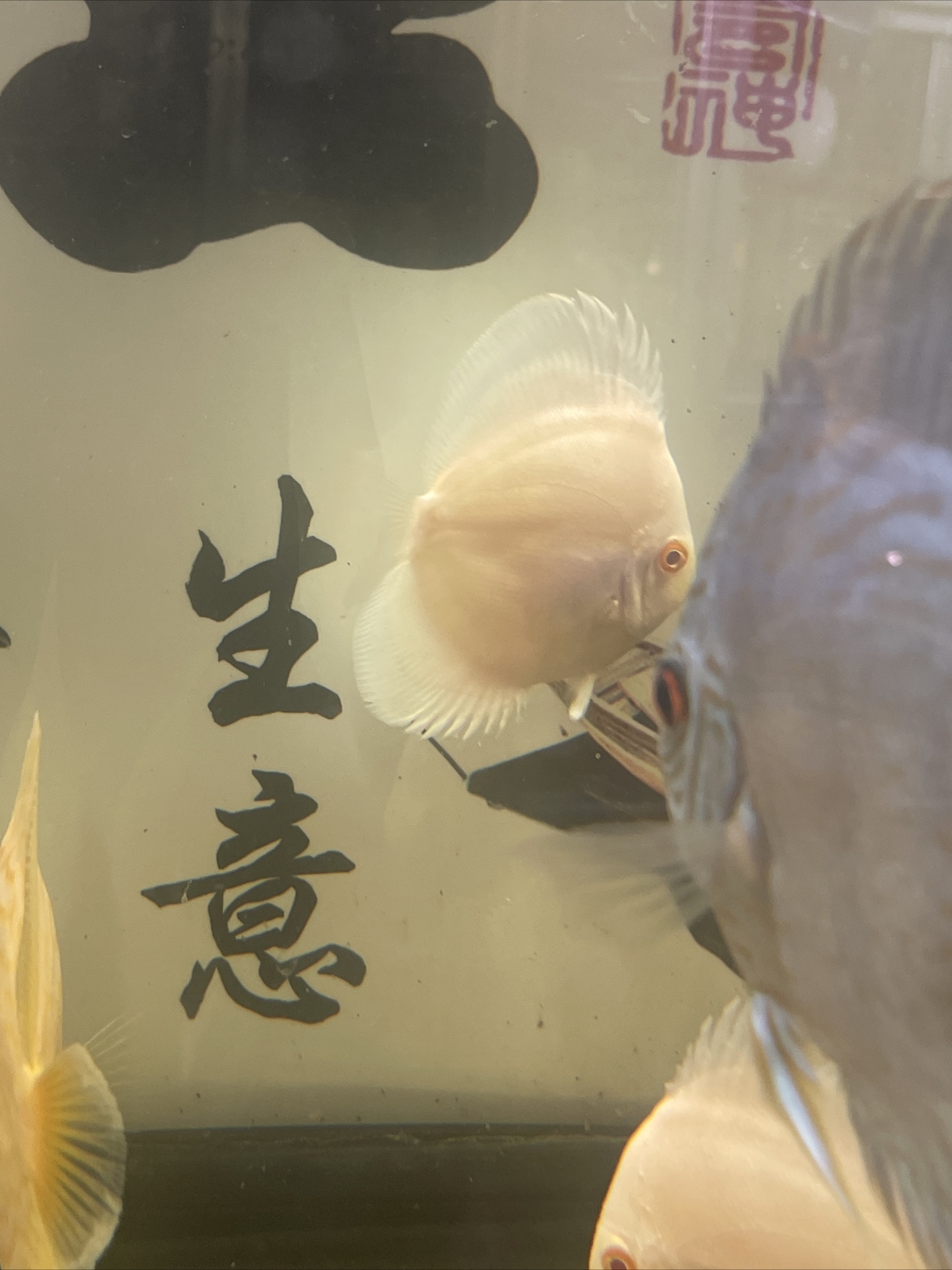 Platinum Discus 3 Inch Tropical Live Fish eBay