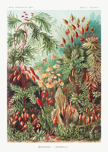 Vintage Ernst Haeckel Mosses Muscinae Nature in Art Print Poster Picture - Picture 3 of 6