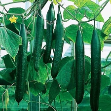 Seeds Vegetable Indoor Cucumber Zozula Self-Pollinating 45 Days All Seasons Vine