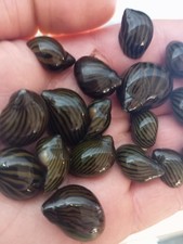 4 Lumache Neritine Zebrata Antialghe Acquario