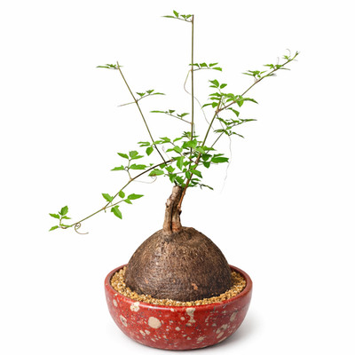 Cyphostemma elephantopus SEEDS - Elephant's foot vine | Tree grape