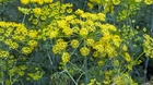 Foeniculum Vulgare (Fennel) 500 seeds