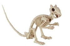 Crazy Bonez Skeleton Squirrel 7" Halloween Animal 7 inches, Bone