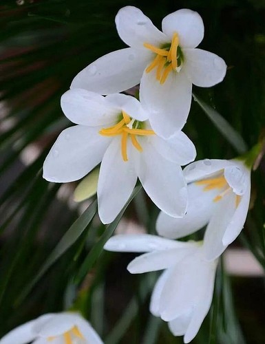 ACIS NICAEENSIS, COPO DE NIEVE FRANCÉS - Imagen 2 de 3