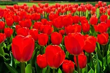 Best Red Tulip Bulbs for Planting