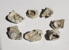 Lot Of 7 Dug Civil War 💥 🇺🇸 💣 Fired Hard Impact  Bullets Gettysburg PA