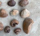 Lot of Steinkerns from Maryland and Virginia, Mostly Clams and Echporas — photo 4