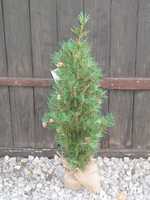 Weihnachtsbaum KüNstlich 75Cm Im Jutesack Tannenbaum Christbaum Kunstbaum