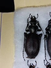 1 ex. Carabus (Archiplectes) compresus. Male. Carabidae,
