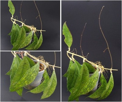 Hoya sp. DML 5655 B IML 1398 grosse Pflanze