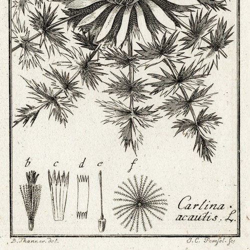 Scarce 1796 ZORN ICONES PLANTARUM Botanical Engraving Pl. 168 CARLINA ACAUTIS - Picture 4 of 6