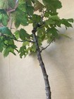 Vine Maple (Acer) Pre-Bonsai Tree 15in High Outdoor — photo 8