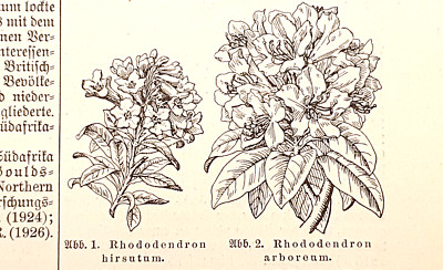 Alte Lithographie, Rhododendron, ca. 1935, Alpenrose, Rosenbaum, Erikazeen