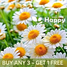 HERB - ROMAN CHAMOMILE - 2000 seeds -  Anthemis nobilis - English chamomile