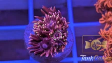 RAS Red Light District Goni WYSIWYG GH4 ~Live Coral Frag ~TankCandy~