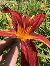 Lot of 5 Red Daylily Plants Live Bare Root Perennial Flowers Hemerocallis