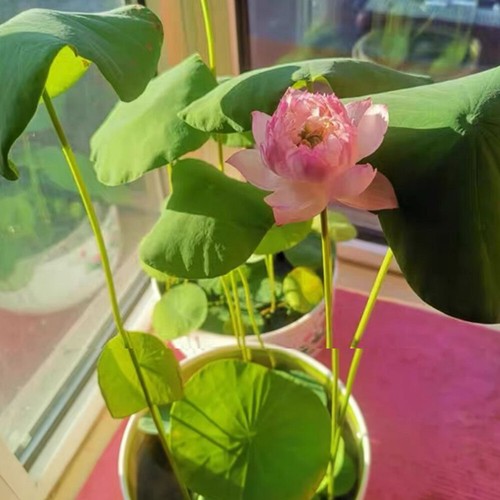 10-50 Miscela Di Semi Di Loto Acqua Nelumbo Giglio Bonsai Fiore Nucifera ☆ - Picture 14 of 23