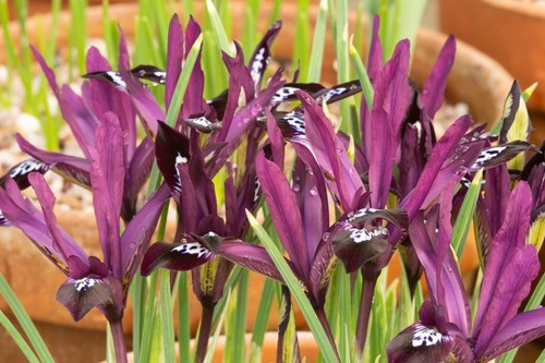 10x Iris Reticulata PAULINE Spring Flowering Bulbs Garden Dwarf Perennial Flower - Picture 3 of 8