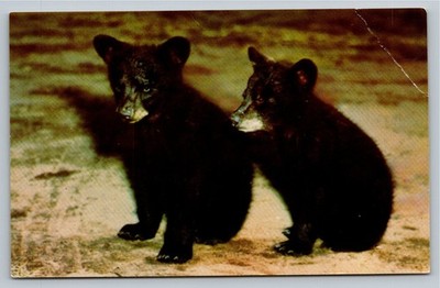Vintage Black Bear Cubs Postcard Color by Scenic Art Berkeley CA
