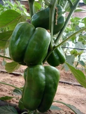 Sweet Bell Lady Pepper - 10 Seeds