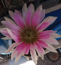 Echinocereus dasyacanthus West Texas Cactus Cold Hardy 237 LG Giant Flowers