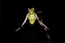 Orchid Species Phragmipedium pearcei v. Ecuadorense