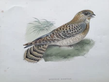 Hand-colored bird print of an Egyptian Nightjar, source in Europe unknown